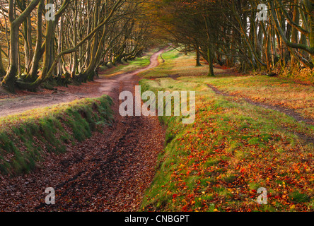 Buche Hedgebanks entlang des Gipfelgrates der Quantock Hills. Somerset. England. VEREINIGTES KÖNIGREICH. Stockfoto