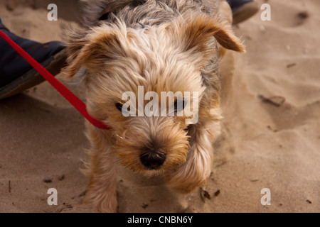 Yorkshire Terrier für Spaziergang am Strand im zeitigen Frühjahr genommen. Stockfoto