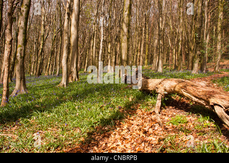 Glockenblumen Teppichboden eine alte Buche Waldboden im Frühling. Stockfoto