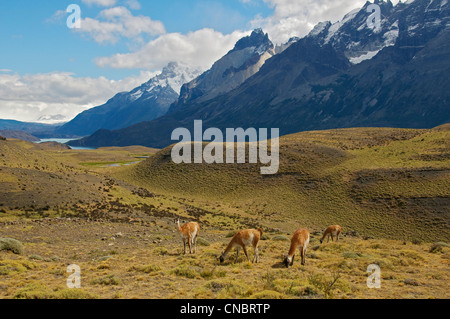 Beweidung Guanako Torres del Paine Nationalpark-Patagonien-Chile Stockfoto