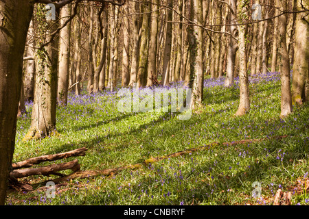 Glockenblumen Teppichboden eine alte Buche Waldboden im Frühling. Stockfoto