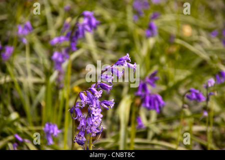 Glockenblumen Teppichboden eine alte Buche Waldboden im Frühling. Stockfoto