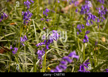 Glockenblumen Teppichboden eine alte Buche Waldboden im Frühling. Stockfoto