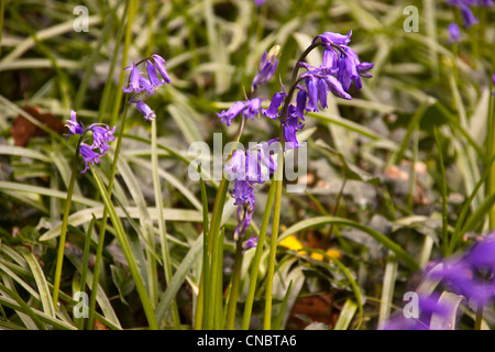 Glockenblumen Teppichboden eine alte Buche Waldboden im Frühling. Stockfoto