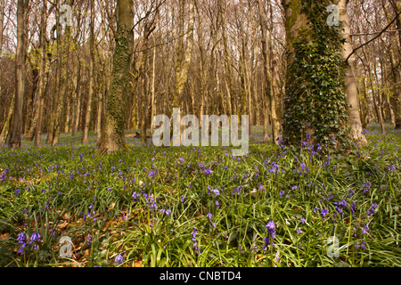 Glockenblumen Teppichboden eine alte Buche Waldboden im Frühling. Stockfoto