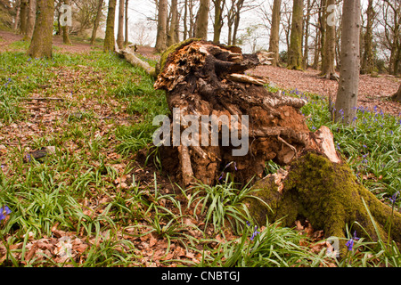 Gefallenen Buche mit Glockenblumen Teppichboden dem alten Waldboden, Stockfoto