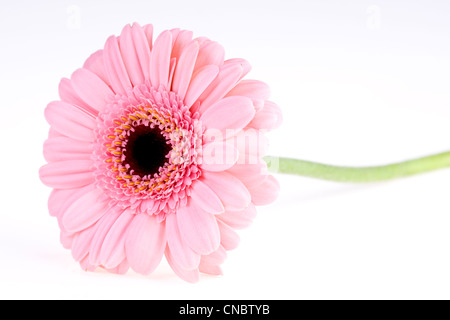 Rosa Gerbera hautnah Stockfoto