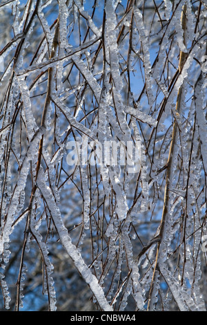 Äste mit Eis, nach der Eisregen auf blauen Himmel bedeckt. Stockfoto