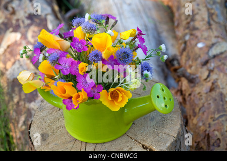 Reihe von wilden Blumen in den Topf gießen Stockfoto