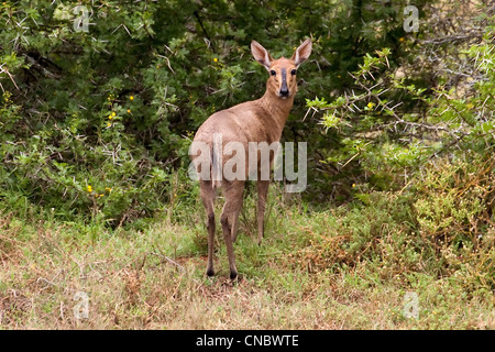 Weibliche gemeine Duiker (Busch- oder graue Duiker), Sylvicapra grimmia, Addo Elephant Park, Garden Route, Südafrika Stockfoto