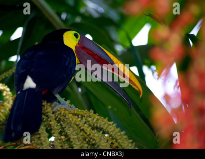 Tukan im Regenwald von Costa Rica osa Halbinsel. Stockfoto