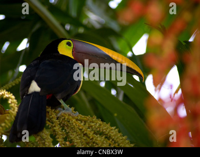 Tukan im Regenwald von Costa Rica osa Halbinsel. Stockfoto