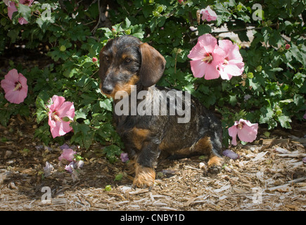 Rauhaar Dackel sitzend Stockfoto