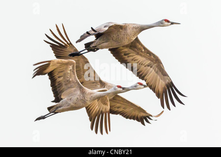 Familiengruppe der Kraniche (Grus Canadensis) fliegen, um in den Kornfeldern zu ernähren, nachdem er die Nacht auf der Platte River Stockfoto