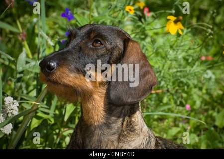 Rauhaar Dackel vor Blumen-Kopfschuss Stockfoto