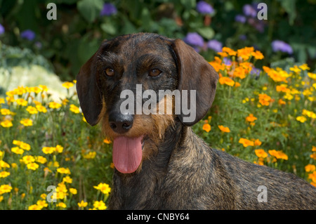 Rauhaar Dackel vor Blumen-Kopfschuss Stockfoto