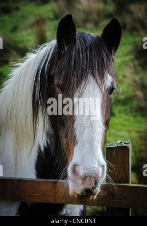 Pferd in der Galloway Forest Park, Dumfries and Galloway, Schottland Stockfoto