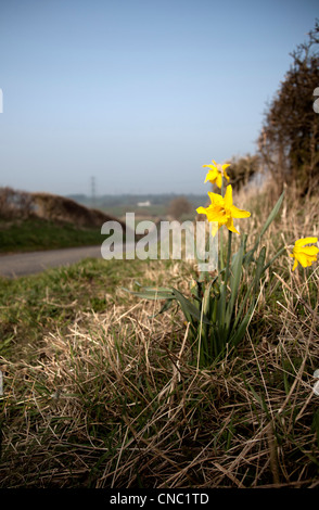 Narzissen wachsen am Straßenrand auf ein Sunny Märztag Stockfoto