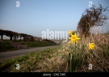 Narzissen wachsen am Straßenrand auf ein Sunny Märztag Stockfoto