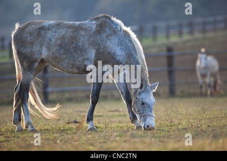 schönen weißen Pferd Weiden auf Rasen (Farbe getönt Bild; flachen DOF) Stockfoto