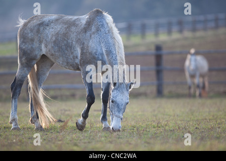 schönen weißen Pferd Weiden auf Rasen (Farbe getönt Bild; flachen DOF) Stockfoto