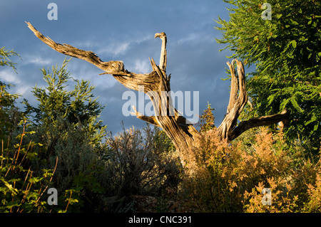 Alten Baumstumpf, Vail, Colorado Stockfoto