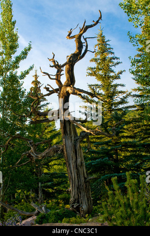 Alten Knarled Baum im Wald Stockfoto
