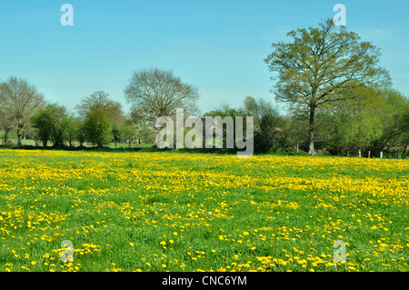 Eine Wiese im Frühjahr mit Löwenzahn: Hain des nördlichen Mayenne. Stockfoto