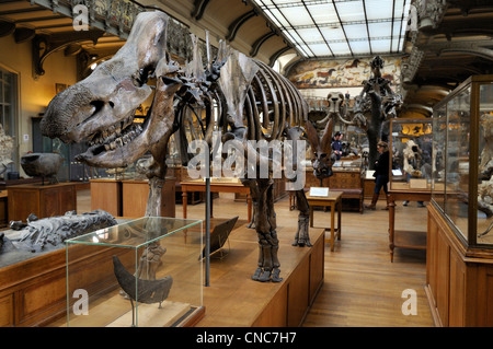 Frankreich, Paris, Jardin des Plantes (Pflanzen Gärten), vergleichende Anatomie und Paläontologie Galeries Stockfoto