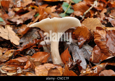 Pilz (Clitocybe Clitocybe nebularis) im Herbst, Andaines Wald (Orne, Normandie, Frankreich). Stockfoto