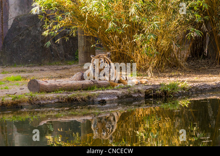 Tiger mit Reflexion Stockfoto