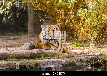 Bengal Tiger im Zoo-Lebensraums Stockfoto