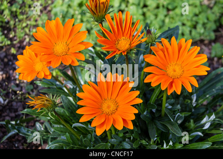 Gacinia 'Gazoo Clear Orange', Gazania rigens, im Mercer Arboretum und im Botanischen Garten in Spring, Texas. Stockfoto