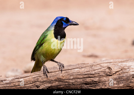 Green Jay, Cyanocorax yncas, auf der Javelina-Martin Ranch und Refuge in der Nähe von McAllen, Texas, im Rio Grande Valley. Stockfoto