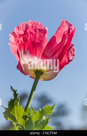 Orientalische Mohn Blume, Papaver Orientale, Mercer Arboretum und Botanical Gardens Stockfoto