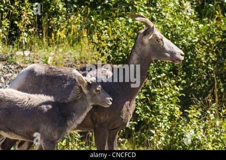 Rocky Mountain Dickhornschaf Ovis Canadensis Canadensis in Banff Nationalpark, Alberta, Kanada. Stockfoto