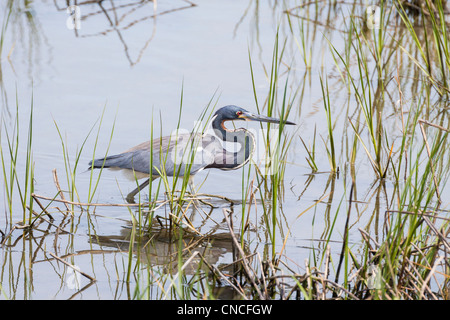 Dreifarbigen Reiher, Egretta Tricolor, stalking Essen in den küstennahen Sümpfen in South Padre Island. Stockfoto