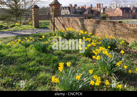 Dafodills Packwood Haus warwickshire Stockfoto