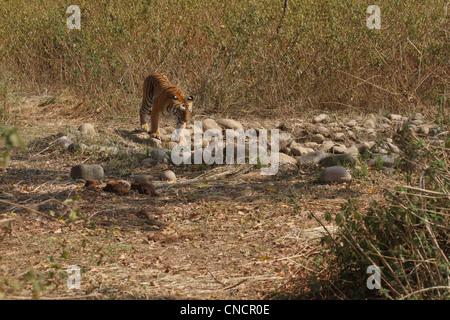 Royal Bengal Tiger nahenden Wasserloch Stockfoto