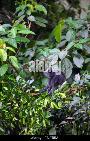 Alten Thomas Leaf Affen essen Laub vom Baum im Gunung Leuser National Park. Stockfoto