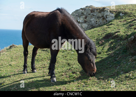 Dartmoor Ponys Weiden auf Rame Head, Unterholz zu kontrollieren Stockfoto