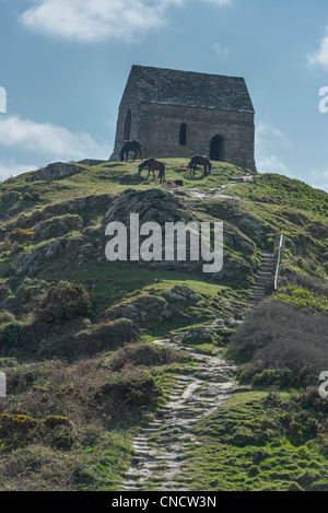 St Michaels Chapel mit Dartmoor Ponys Weiden auf Rame Head, Unterholz zu kontrollieren Stockfoto