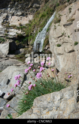 Sparsamkeit (Armeria Maritima) auf Felsen mit einem Wasserfall im Hintergrund Stockfoto