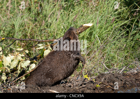 Biber zieht ein Protokoll an einem Teich im Denali Nationalpark & Preserve, innen Alaska, Sommer Stockfoto