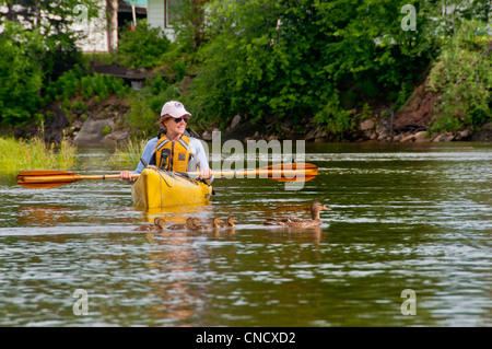 Weibliche Kajakfahrer kreuzt eine Familie von Enten beim Paddeln die Chena River in Fairbanks, Alaska Interior, Sommer Stockfoto