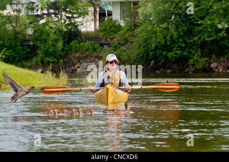 Weibliche Kajakfahrer kreuzt eine Familie von Enten beim Paddeln die Chena River in Fairbanks, Alaska Interior, Sommer Stockfoto