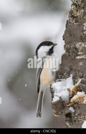 Nahaufnahme von einem schwarz-capped Chickadee thront auf einem Baum während eines Schneefalls, Chugach Mountains, Yunan Alaska, Winter Stockfoto