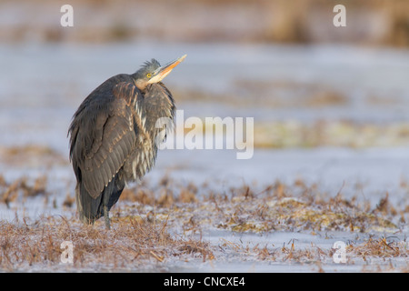 Great Blue Heron stehend auf gefrorenen Sumpf des Copper River Delta in der Nähe von Cordova, Alaska Yunan, Winter Stockfoto