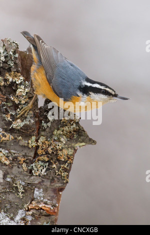 Männliche Red-breasted Kleiber thront auf dem Kopf stehend auf Birkenrinde Flechten bedeckt, Chugach Berge, Alaska, Anchorage, Winter Stockfoto