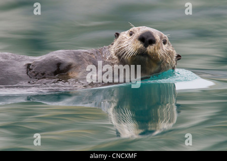 Sea Otter Schwimmen im gläsernen beruhigen grünes Wasser mit Reflexion, Prinz-William-Sund, Yunan Alaska, Winter Stockfoto